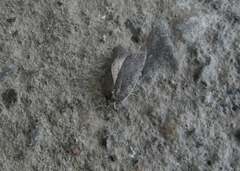 Acleris bowmanana