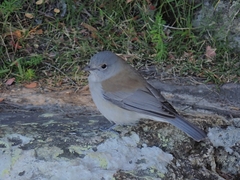 Colluricincla harmonica
