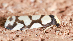 Scaptesyle dichotoma