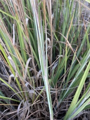 Schizachyrium littorale