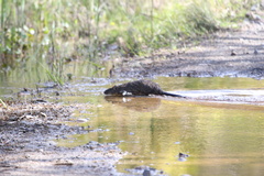 Hydromys chrysogaster