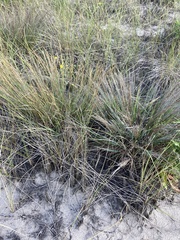 Schizachyrium littorale