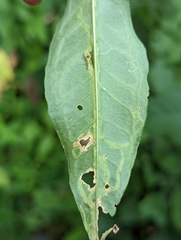 Liriomyza phloxiphaga