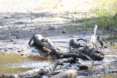 Hydromys chrysogaster