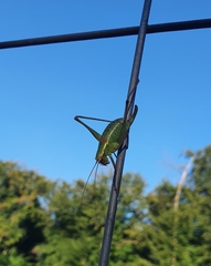 Barbitistes serricauda