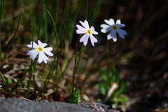 Primula mistassinica