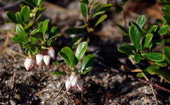 Arctostaphylos uva-ursi