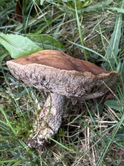 Leccinum