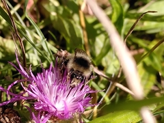 Bombus sylvarum