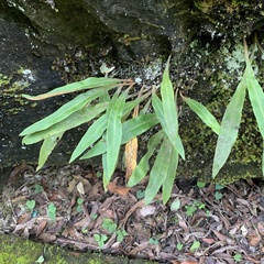Pyrrosia