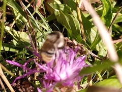 Bombus sylvarum