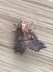 Scoliopteryx libatrix
