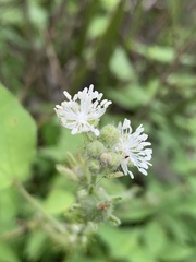 Croton ciliatoglandulifer