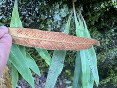 Pyrrosia