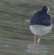 Himantopus leucocephalus