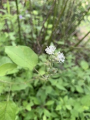 Croton ciliatoglandulifer