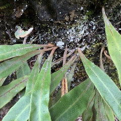 Pyrrosia