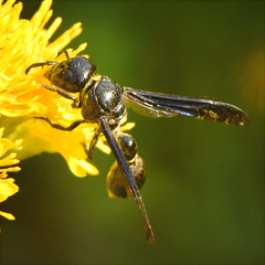 Zethus spinipes spinipes