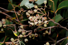 Eucalyptus obliqua