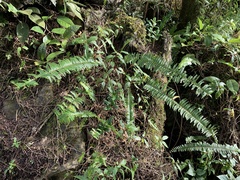 Polypodiopsida