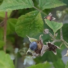 Rubus caesius