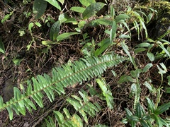 Polypodiopsida
