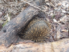 Tachyglossus aculeatus