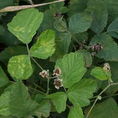 Rubus caesius