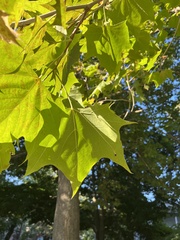 Platanus