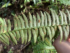 Polypodiopsida