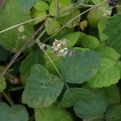Rubus caesius
