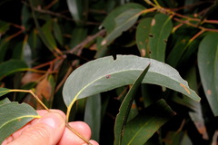Eucalyptus obliqua