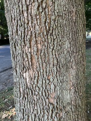 Platanus