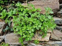 Parietaria judaica