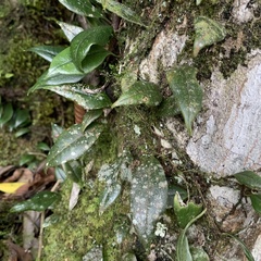 Polypodiopsida