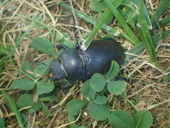 Lucanus cervus
