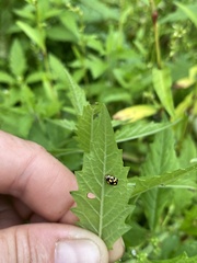 Propylea quatuordecimpunctata