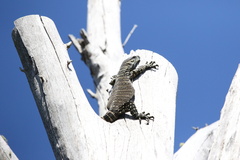 Varanus varius