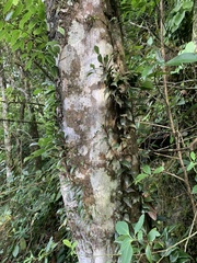 Polypodiopsida