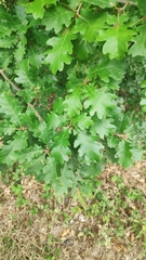 Quercus pubescens