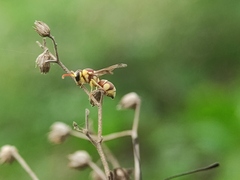 Antepipona