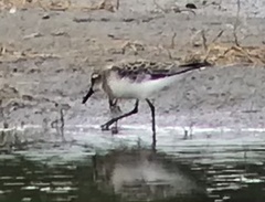 Calidris pusilla