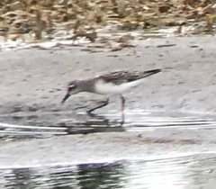 Calidris pusilla