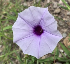 Ipomoea ternifolia ternifolia