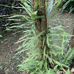 Polypodiaceae