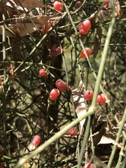 Ephedra foeminea