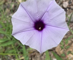 Ipomoea ternifolia ternifolia