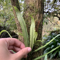 Polypodiaceae