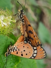 Acraea terpsicore