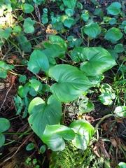 Calla palustris